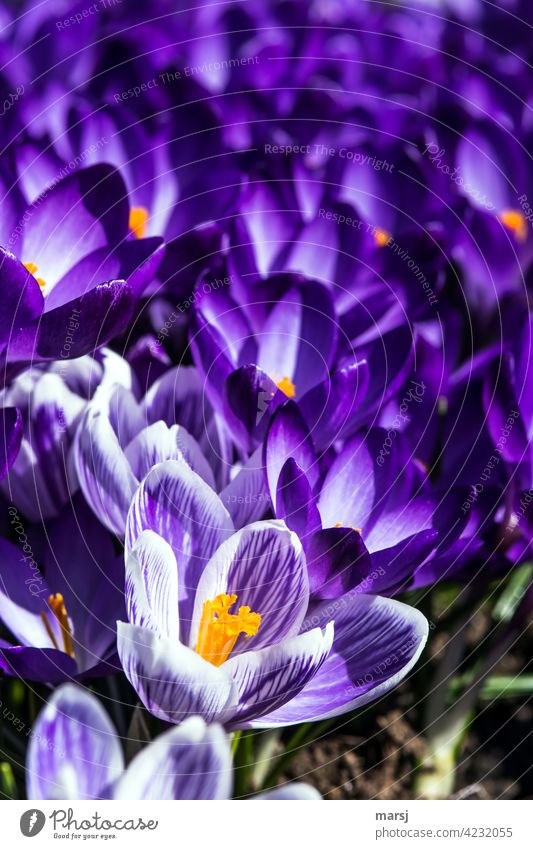 Violettes Krokusmeer Krokusse Pflanze violett Blühend leuchten Blüte Frühling Kontrast Zentralperspektive Morgen Vorfreude natürlich Kraft Gegenlicht klein