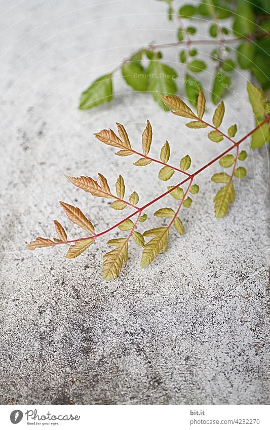 Ranking Ranke Pflanze wild Wildpflanze grün Grünpflanze Wand Mauer Mauerpflanze grau frisch Wachstum wachsen Natur Herbst Blatt Kletterpflanzen bewachsen