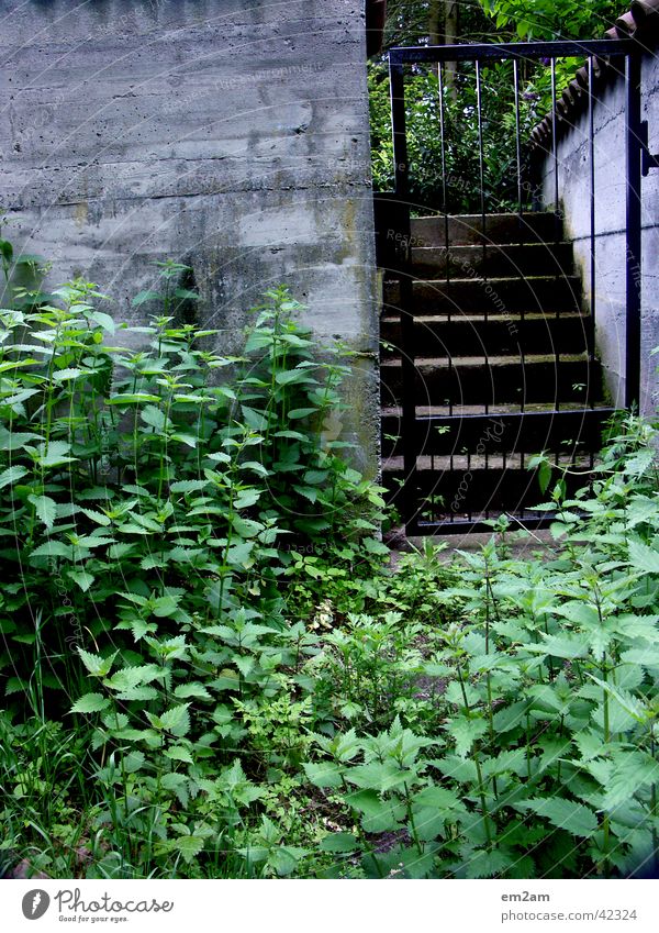 Übergang Gitter Durchgang Eingang grün Beton Mauer Grenze Dreieck Garten verwuchert Treppe Tor Pflanze