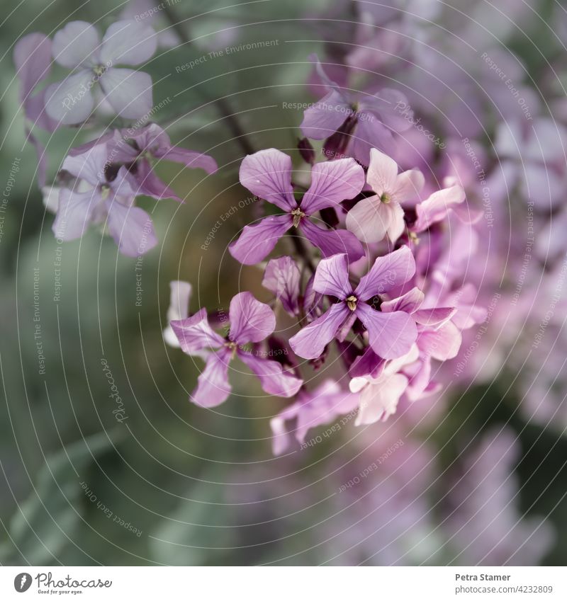 Blüte Lila, Violett, von oben, Gewöhnliche Nachtviole, violett Blühend Natur Pflanze Garten Schwache Tiefenschärfe Duft Blume