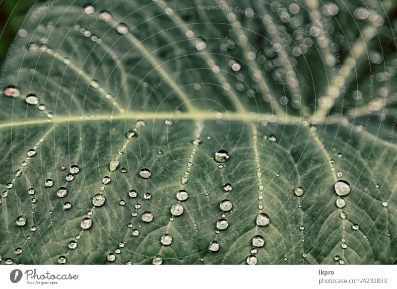 einige Tropfen in einem Blatt nach dem Regen Lotos grün Makro Tau Hintergrund Wasser Natur Muster Textur Nahaufnahme natürlich frisch Pflanze Garten Umwelt