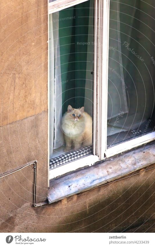 Katze im Fenster altbau außen fassade fenster fensterplatz haus hinterhaus hinterhof innenhof innenstadt katze mauer mehrfamilienhaus menschenleer mietshaus