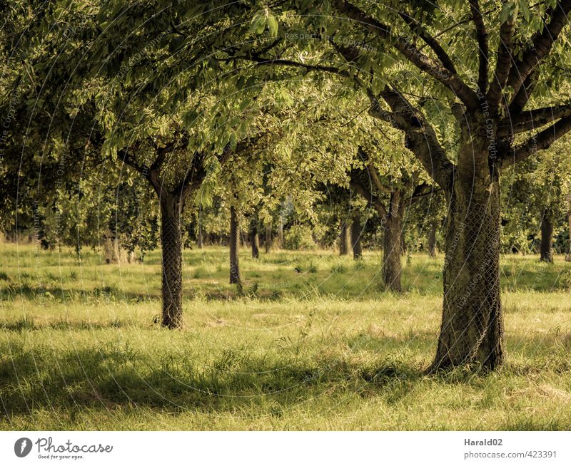 Streuobstwiese Landschaft Pflanze Sommer Baum Wiese gelb grün Farbfoto Gedeckte Farben Außenaufnahme Menschenleer Licht Sonnenlicht Schwache Tiefenschärfe