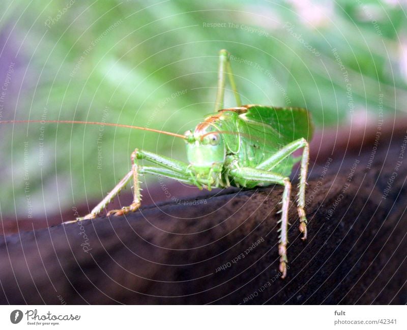 , Heuschrecke grün Holz Tier Insekt Wachsamkeit Fühler 4 braun Relief festhalten Blick Verkehr Makroaufnahme Natur Nahaufnahme Beine sitzen vorwärts