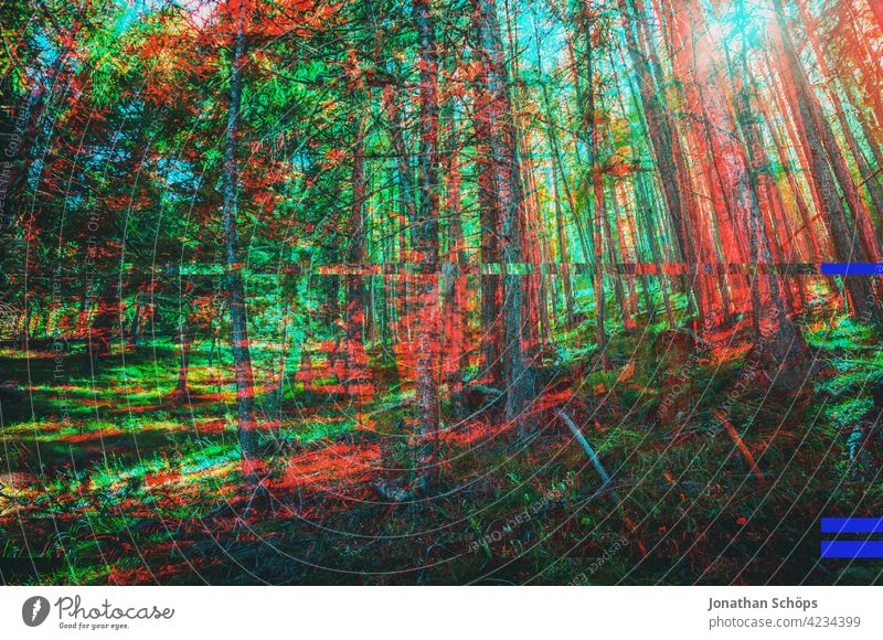Nadelbäume im Wald mit Glitch Effekt Baumstamm Nadelwald Natur Landschaft Außenaufnahme Menschenleer Umwelt Farbfoto Forstwirtschaft Umweltschutz nachhaltig