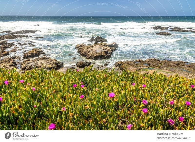Frühling in Kalifornien an der Küste von Big Sur, Blumen in voller Blüte wild lebhaft Landschaft Westküste Natur Wildblume im Freien orange sur Sommer Mohn Feld