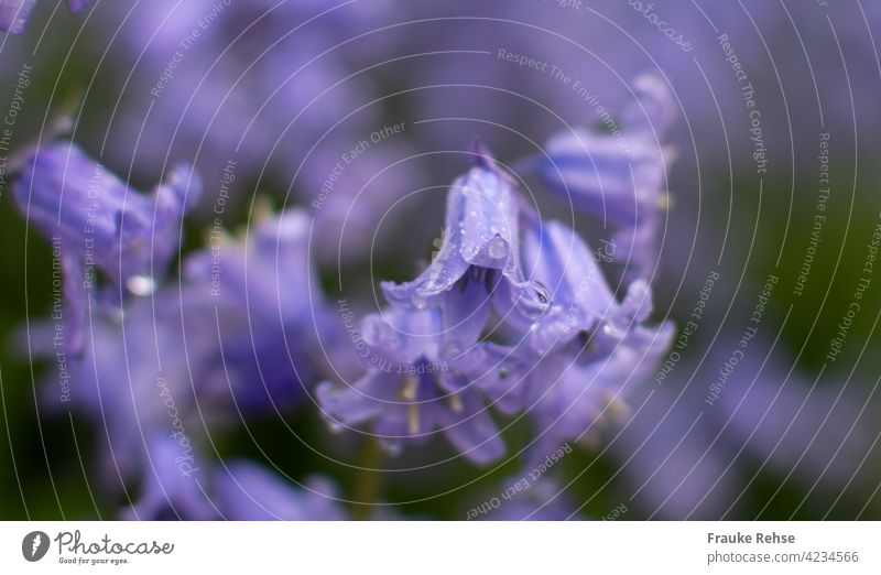 Hasenglöckchen (Hyacinthoides) mit Regentröpfchen violett Blüte Glöckchen im Wald im Schatten grün lila nass nach dem regen Regentropfen Tropfen Wassertropfen