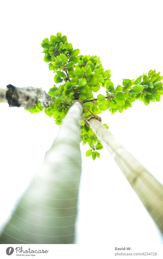 junger Baum aus der Froschperspektive Wachstum pflanzen Natur Umwelt hoch Blätter grün Sauerstoff natürlich