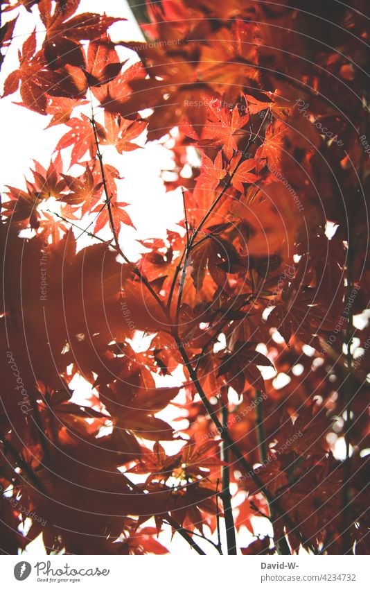 Japanischer Ahorn im Licht der Sonne Fächerahorn rot Baum Sonnenschein Sonnenlicht leuchten Herbst Muster Strukturen & Formen