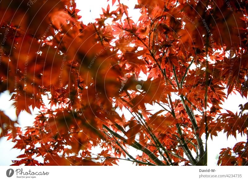 Japanischer Ahorn im Sonnenlicht Fächerahorn Ahornblatt Strukturen & Formen Muster Baum leuchten rot Blätter Natur Garten Kunst