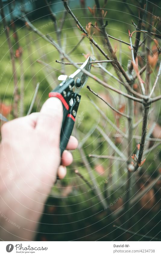 Pflanzen - gärtnern - Rückschnitt mit der Heckenschere an einer Pflanze zurückschneiden Garten Gartenarbeit Natur Gartenschere Hand