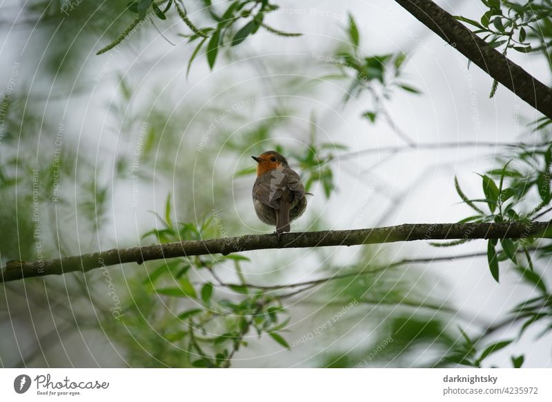 Singendes juveniles Rotkehlchen sitzt auf einem Ast Erithacus rubecula Vogel Natur Frühling singender Avifauna Grüne Blätter Blickkontakt Farbfoto Tierporträt