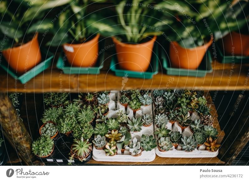 Topfpflanzen zu verkaufen Kleinunternehmen Wirtschaft eingetopft grün Botanik Natur Pflanze Dekoration & Verzierung natürlich Zimmerpflanze Blumenhändler
