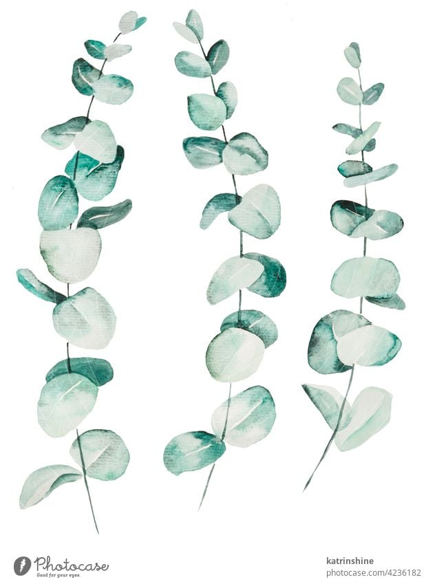 Aquarell Eucaliptus Blätter Set Illustration Wasserfarbe Eukaliptus Ast Zeichnung grün tropisch Grafik u. Illustration Dschungel Papier botanisch Blatt exotisch