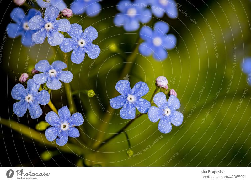 Blaue Blumen im Garten in Niedersachsen Naturschutz naturerlebnis naturwunder Textfreiraum Mitte Zentralperspektive Starke Tiefenschärfe Kontrast