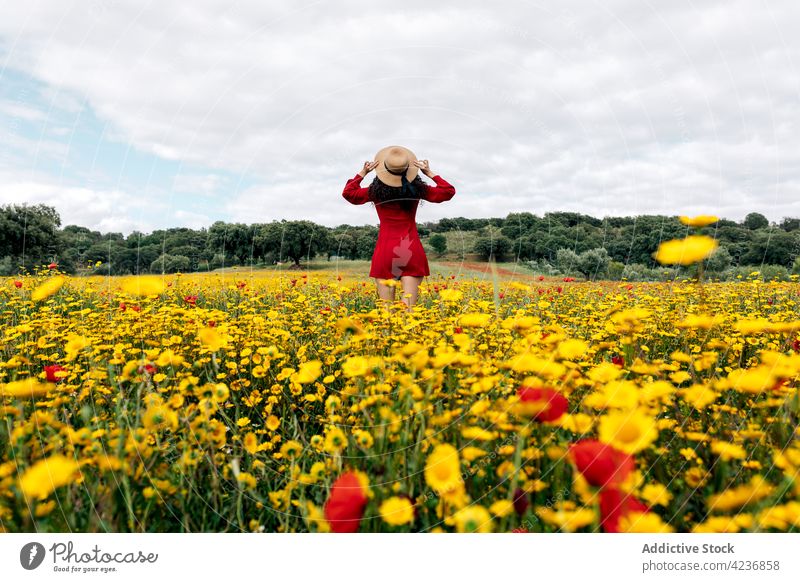 Unerkennbare stilvolle Frau auf blühendem Gänseblümchenfeld stehend Feld Stil Natur Blume Wiese Landschaft Blütezeit feminin Sommer Harmonie Flora Hut