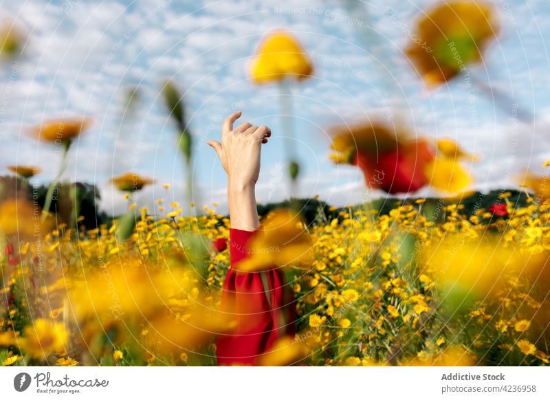 Gesichtslose Frau zwischen blühenden Gänseblümchen im Sommerfeld Arm angehoben Wiese Blütezeit Botanik Natur Umwelt wolkig Landschaft Feld Flora Himmel
