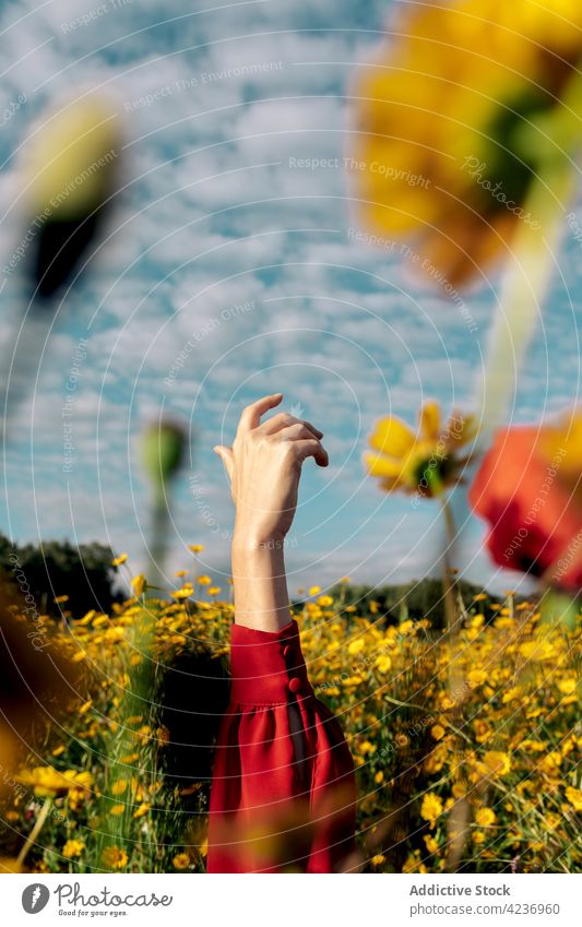 Gesichtslose Frau zwischen blühenden Gänseblümchen im Sommerfeld Arm angehoben Wiese Blütezeit Botanik Natur Umwelt wolkig Landschaft Feld Flora Himmel