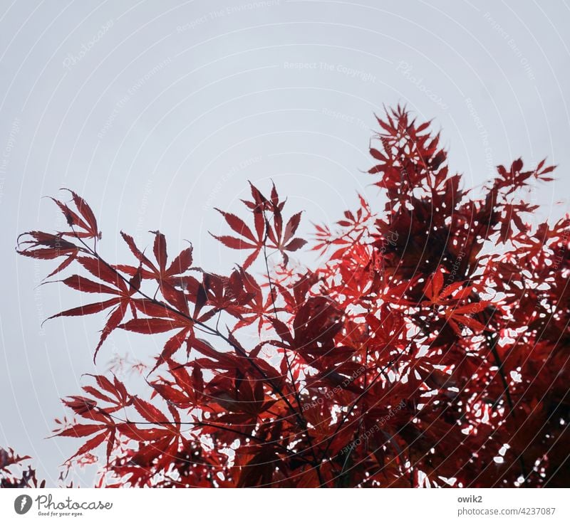 Roter Fächer Japanischer Ahorn Thunbergs Fächer-Ahorn Blätter rot leuchtend Wildpflanze Blatt Baum Natur Pflanze Umwelt Zweige u. Äste Idylle ruhig exotisch