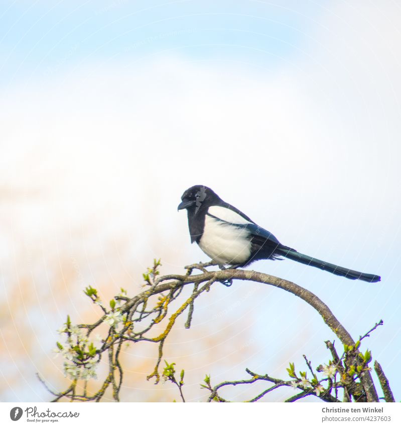 Eine Elster sitzt oben auf einem blühenden gebogenen Ast und schaut mit kritischem Blick in die Richtung der Kamera Pica pica Krähenvogel Tierporträt