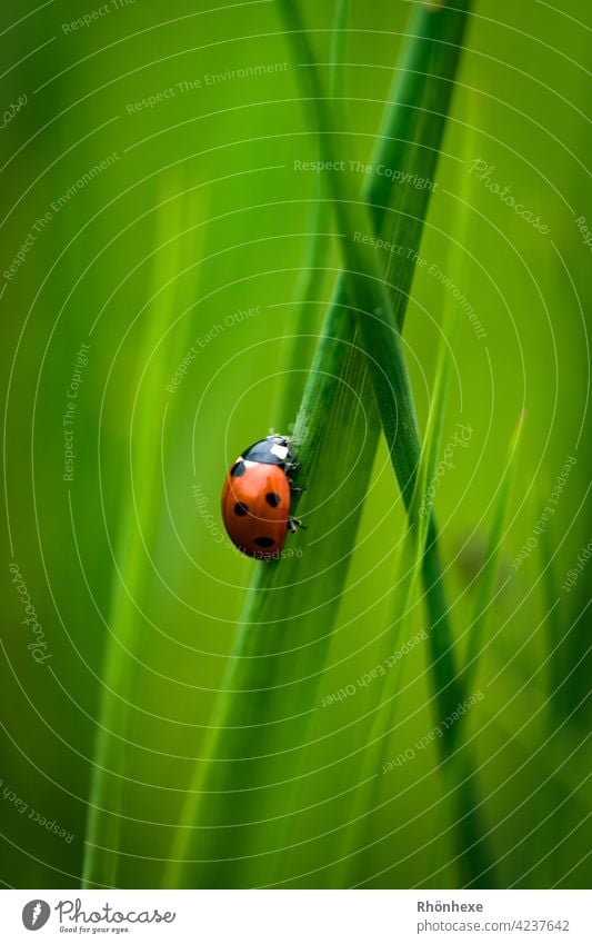 Ein kleiner Marienkäfer auf einem Grashalm Käfer Insekt Tier Makroaufnahme Natur grün krabbeln Glück Außenaufnahme Menschenleer Siebenpunkt-Marienkäfer Farbfoto