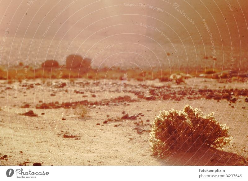 leuchtender Dornenbusch in der Sahara-Wüste wüst Wüstensand Sand Wüstenlandschaft Wüstenpiste Ferien & Urlaub & Reisen Busch Steinwüste Hitze Sonne heiß