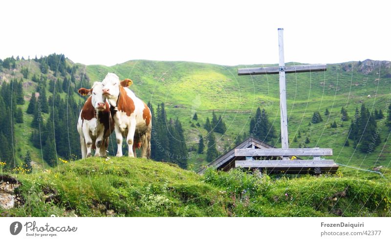 Ein Kreuz mit den Kühen... Holzbank Holzkreuz Alm grün Nadelbaum Wald Bundesland Tirol Landwirtschaft tiroler bergkühe Felsen baumgrenze aschau kirchberg