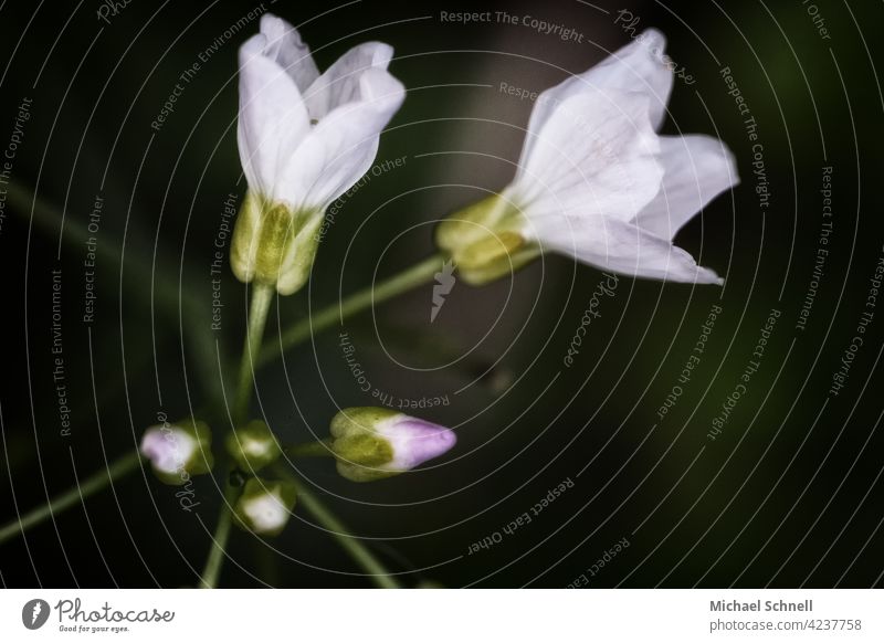 Pflanze mit weißen Blüten und verschiedenem Blütenstand weiße blüten Blume Makroaufnahme Natur Nahaufnahme Frühling Garten schön Entwicklung klein bis groß