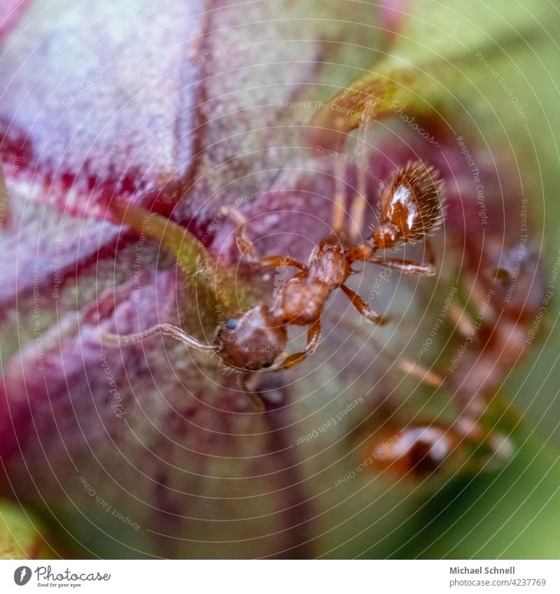 Ameisen an einer Knospe der Pfingstrose Natur Nahaufnahme Makroaufnahme Insekt Tier Farbfoto Außenaufnahme krabbeln Blüte Blütenknospen klein
