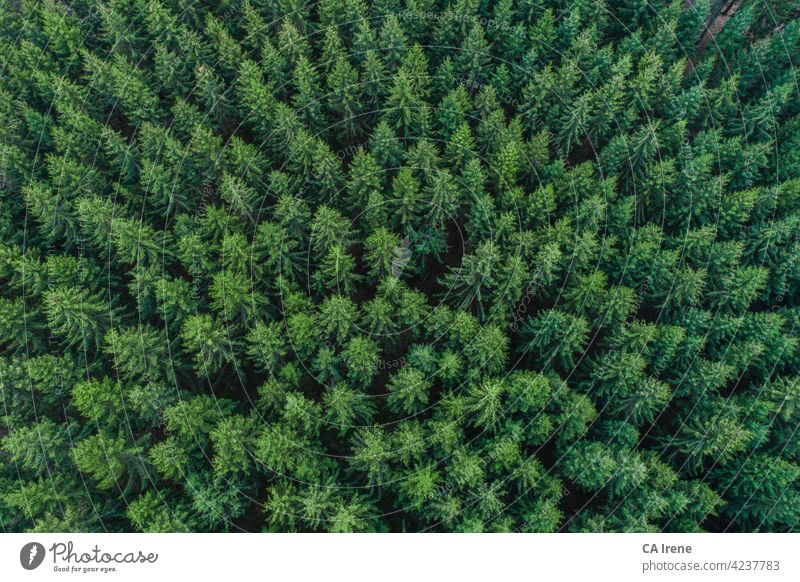 Luftaufnahme von grünen Nadelbaumkronen im Wald, Deutschland Antenne Dröhnen Bäume Textur Baumkronen Holz Natur Konifere Fichte Tanne lassen Oberfläche abstrakt
