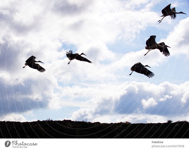 Storchenflug I Vögel Vogel Tier Außenaufnahme Farbfoto Wildtier Natur Tag Menschenleer Umwelt weiß Weißstorch Himmel schwarz Schönes Wetter blau