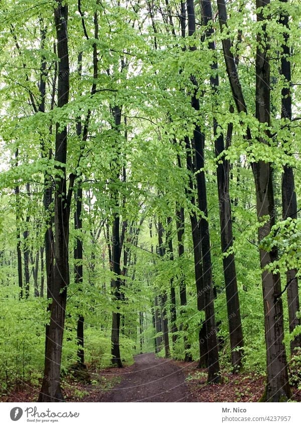 Frühling im Wald Landschaft Natur Umwelt Baum Sträucher Idylle Spaziergang Spazierweg Wege & Pfade Forstwirtschaft Jahreszeiten Pflanze natürlich Erholung