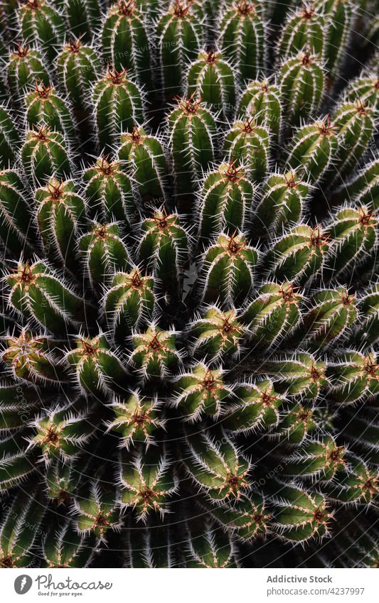 Stachelige Kakteen wachsen dicht an der Plantage Echinopsis pachanoi san pedro Schonung kultivieren Sukkulente piecken Ackerbau stechend Pflanze Natur Kaktus
