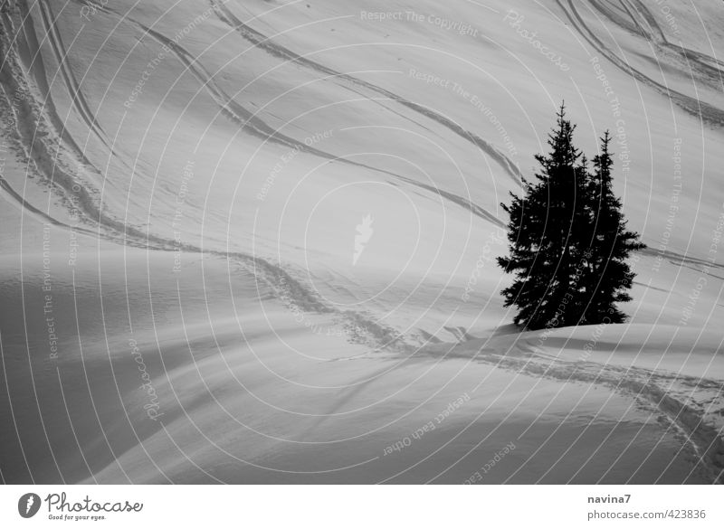 Winterwache Natur Landschaft Schnee Pflanze Tanne grün schwarz weiß schön ruhig Reinheit elegant Idylle Ferne Skifahren sanft Gedeckte Farben Außenaufnahme