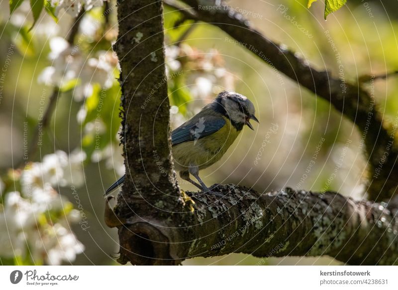 Eine Kleine Blaumeise im Kirschbaum Porträt weiß gelb blau Singvogel Tier Natur zwitschern Gesang singen Ganzkörperaufnahme Tierporträt Außenaufnahme Farbfoto