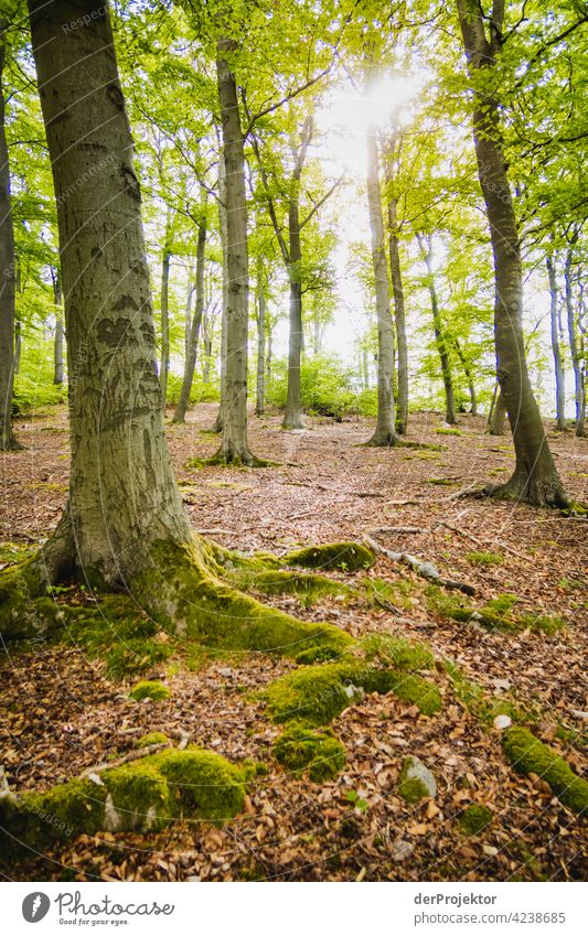 Vermoste Bäume am Benther Berg in Niedersachsen Naturschutz naturerlebnis naturwunder Textfreiraum Mitte Zentralperspektive Starke Tiefenschärfe Kontrast