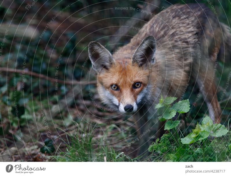 Hauptstadtfux Säugetier Fell Fuchs Tier Natur Wildtier Tierporträt wild Fähe Füchsin Raubtier Fleischfresser Garten Park