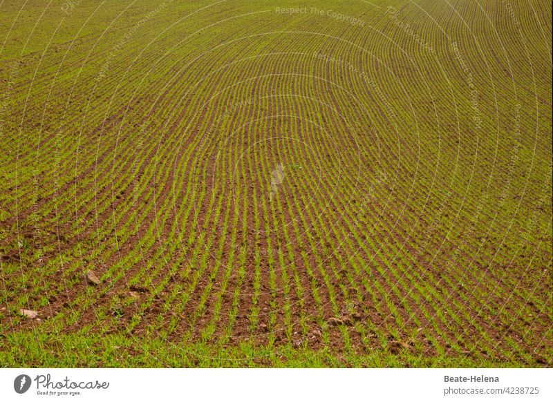 Es geht voran: Feld mit keimendem Saatgut! Frühling Linien Muster Kurve Eleganz Wachstum wachstumslinie grün Grünfläche Ackerland Ackerbau Unendlichkeit