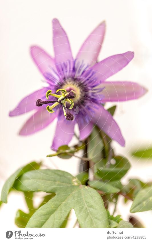 Lila Passionsblume, geringe Tiefenschärfe Passionsfrucht lila Blüte Blume Pflanze blühen Natur Garten Kletterpflanze Blütenstempel violett grün