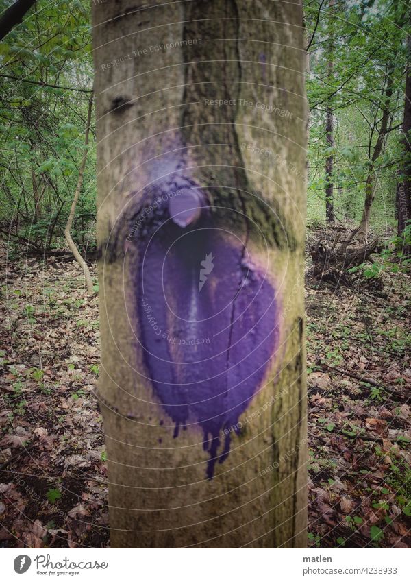Violett Farbe Baum Wald Markiert Laub Astloch Natur Außenaufnahme Holz Menschenleer