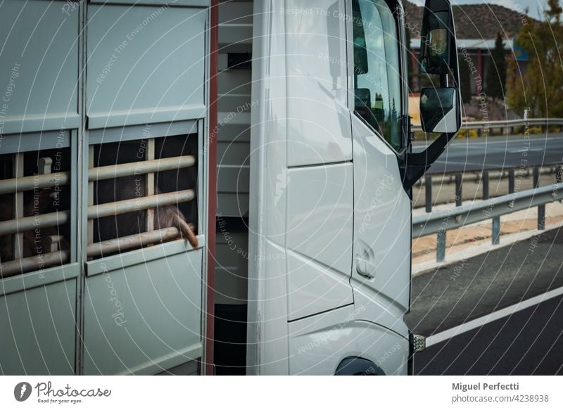Käfigwagen für den Viehtransport mit einem Schweineschwanz, der aus dem Belüftungsfenster ragt. Verkehr Lastwagen Transport Leitwerke Schweinefleisch