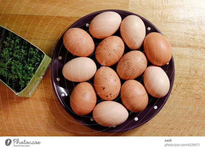 Empfehlung | Frühstücksei Essen Ei Hühnerei Lebensmittel Ernährung Bioprodukte braun Osterei Vegetarische Ernährung eier Spiegelei Kresse Teller