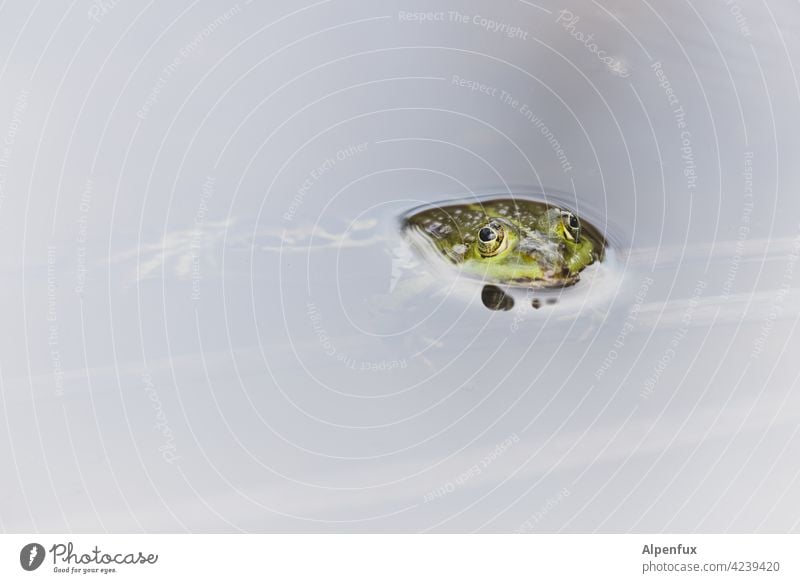 aufgetaucht zum Küssen Frosch Froschkönig Froschauge Tier Farbfoto Außenaufnahme Menschenleer Tag Froschperspektive Tierporträt Teich Natur Wildtier Nahaufnahme