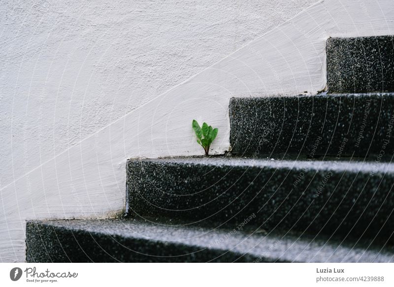 Unverdrossen: an einer strengen schwarzen Treppe vor weißer Wand reckt ein Löwenzahn die jungen Blätter steil Form Architektur Menschenleer Mauer Außenaufnahme