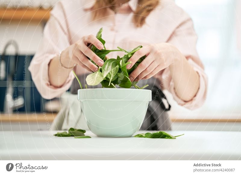 Crop-Frau mit frischem Blattspinat über einer Schüssel in der Küche Spinat Gemüse kulinarisch organisch Bestandteil natürlich Schalen & Schüsseln Koch Nährstoff