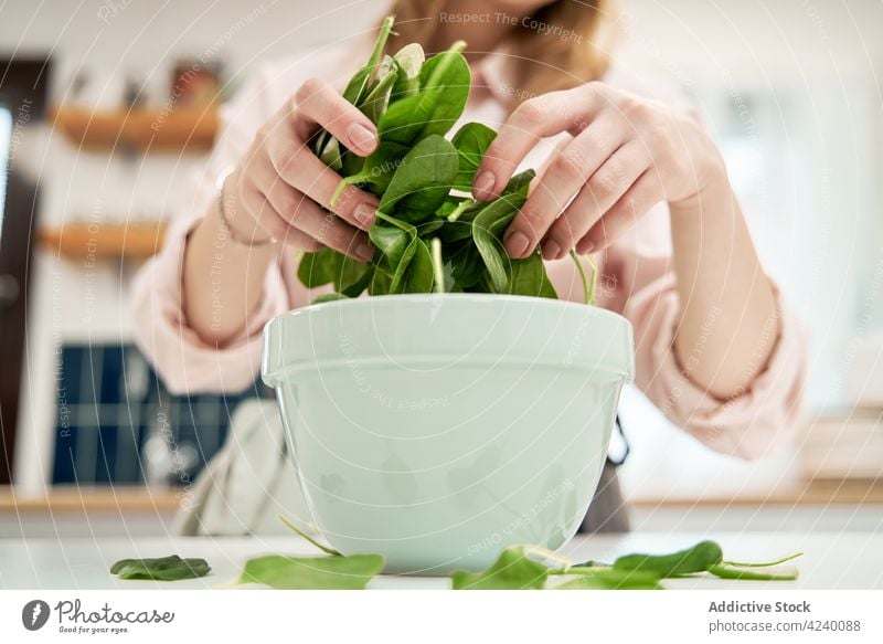 Crop-Frau mit frischem Blattspinat über einer Schüssel in der Küche Spinat Gemüse kulinarisch organisch Bestandteil natürlich Schalen & Schüsseln Koch Nährstoff