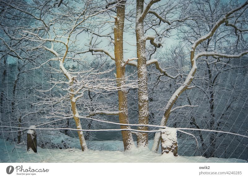 Unter Null Umwelt Natur Landschaft Pflanze Baum Schnee Frost leuchten Winter kalt geduldig Geäst Unterholz Wald Eis Idylle ruhig Zweige u. Äste Schönes Wetter