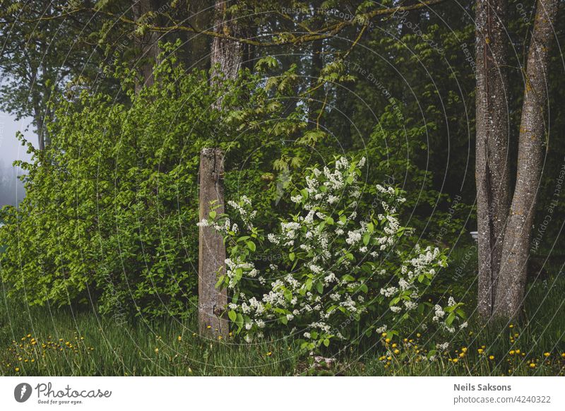 Blühende Zweig der Vogelkirsche über einen gebrochenen Friedhof Zaun in nebligen Morgen Blume Natur weiß prunus padus alt Frühling Wachstum geblümt grün Kirsche