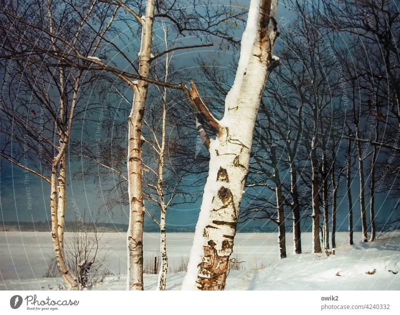 Bedeckt Baum Birke Baumstamm Baumrinde Birkenrinde Zweige u. Äste Geäst Schnee Landschaft Natur Umwelt Himmel Wolken Horizont Winter Farbfoto Außenaufnahme