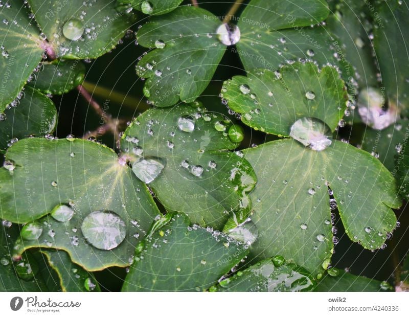 Wassergarten Regentropfen Wasserperlen Blattgrün funkeln geheimnisvoll Leben Kontrast Sonnenlicht glänzen leuchtend Morgen Tautropfen Menschenleer